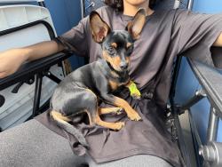 Lost Male Dog last seen Gainbridge Fieldhouse , ran down S Delaware St, Indianapolis, IN 46225
