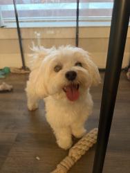 Reunited Male Dog last seen Near SW 5th St, Miami, FL 33184, USA, Miami, FL 33184