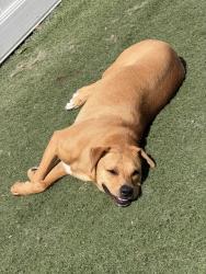 Lost Female Dog last seen centreville, Centreville, VA 20121