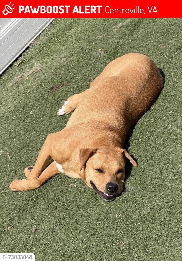 Lost Female Dog last seen centreville, Centreville, VA 20121