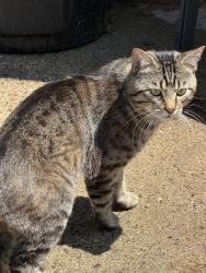 Found/Stray Male Cat last seen Parkview and Lakeview, Saint Paul, MN 55117