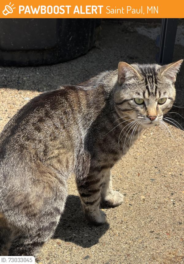 Found/Stray Male Cat last seen Parkview and Lakeview, Saint Paul, MN 55117