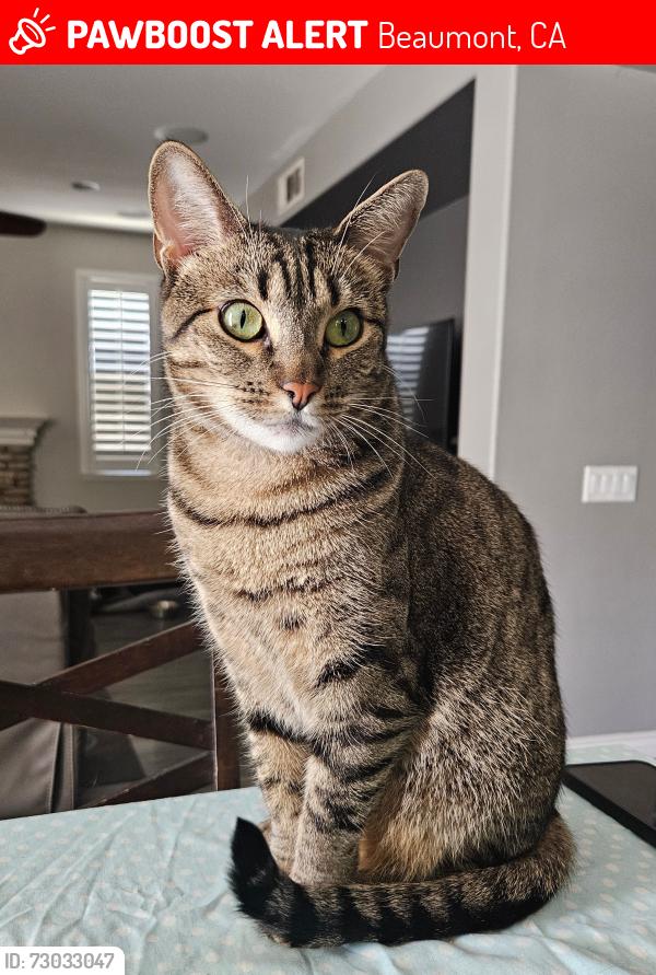 Lost Female Cat last seen Venturi ave , Beaumont, CA 92223
