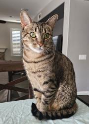 Lost Female Cat last seen Venturi ave , Beaumont, CA 92223