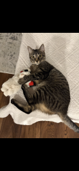 Lost Female Cat last seen Near Gunters Ridge Dr Spring TX 77379 United States, Spring, TX 77379
