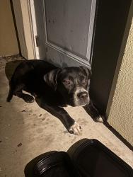 Found/Stray Male Dog last seen Nolana Villa apmts, McAllen, TX 78501
