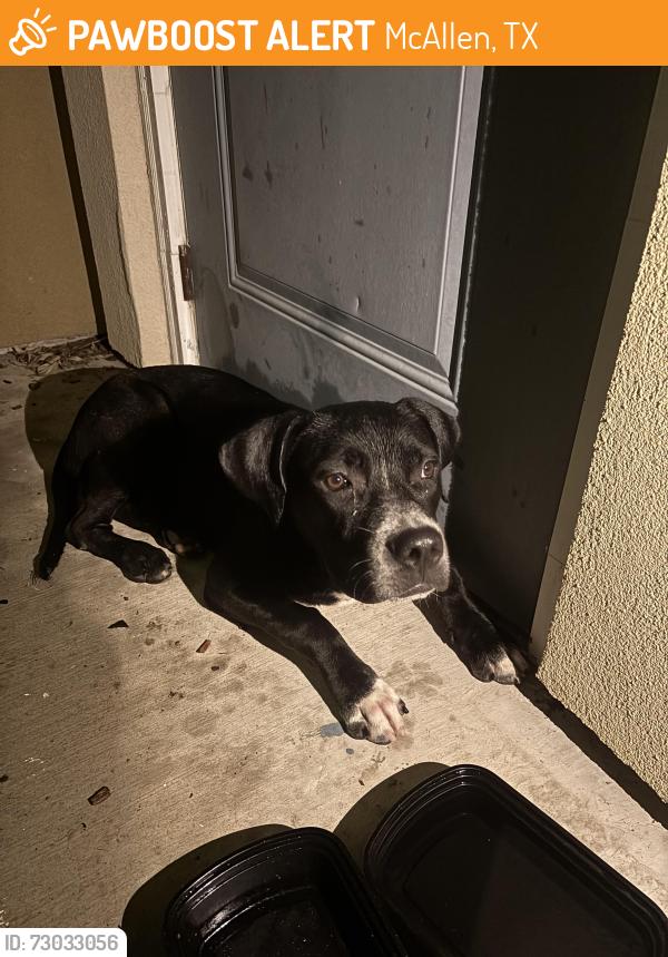Found/Stray Male Dog last seen Nolana Villa apmts, McAllen, TX 78501
