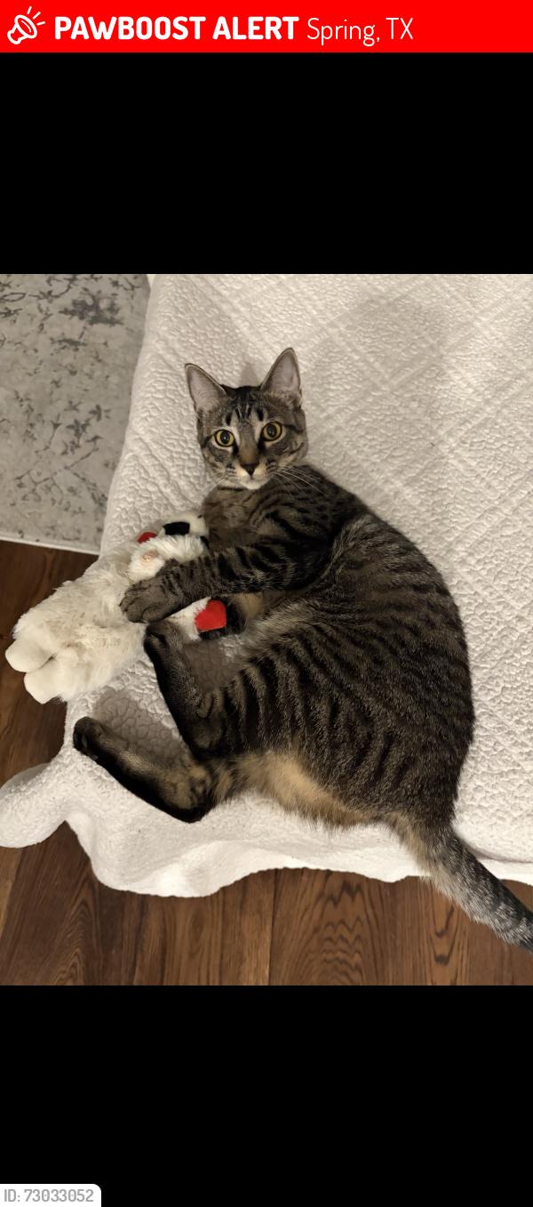 Lost Female Cat last seen Near Gunters Ridge Dr Spring TX 77379 United States, Spring, TX 77379