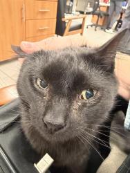 Reunited Unknown Cat last seen Wadsworth and Bellevue , Littleton, CO 80127
