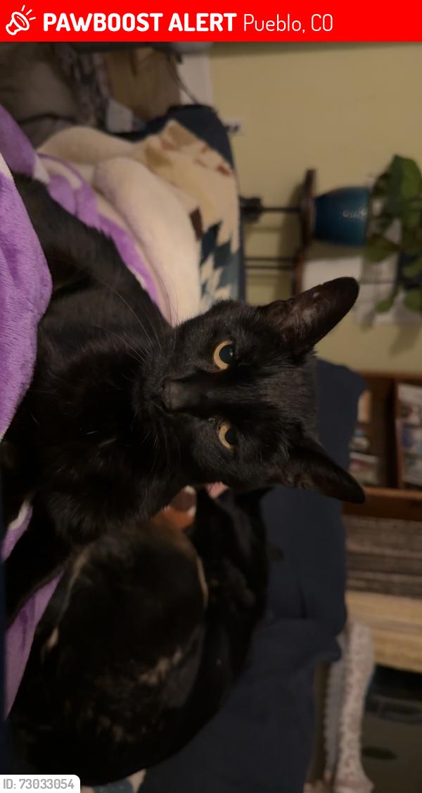 Lost Male Cat last seen Near w Orman Ave, Pueblo, CO 81004