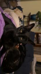 Lost Male Cat last seen Near w Orman Ave, Pueblo, CO 81004