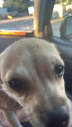Found/Stray Female Dog last seen Apache and Yale, Tulsa, OK 74115