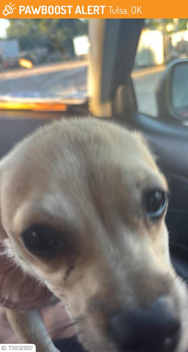 Found/Stray Female Dog last seen Apache and Yale, Tulsa, OK 74115