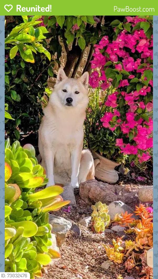 Reunited Female Dog last seen Red Bluff Pl, Carlsbad, CA 92010, USA, Carlsbad, CA 92010