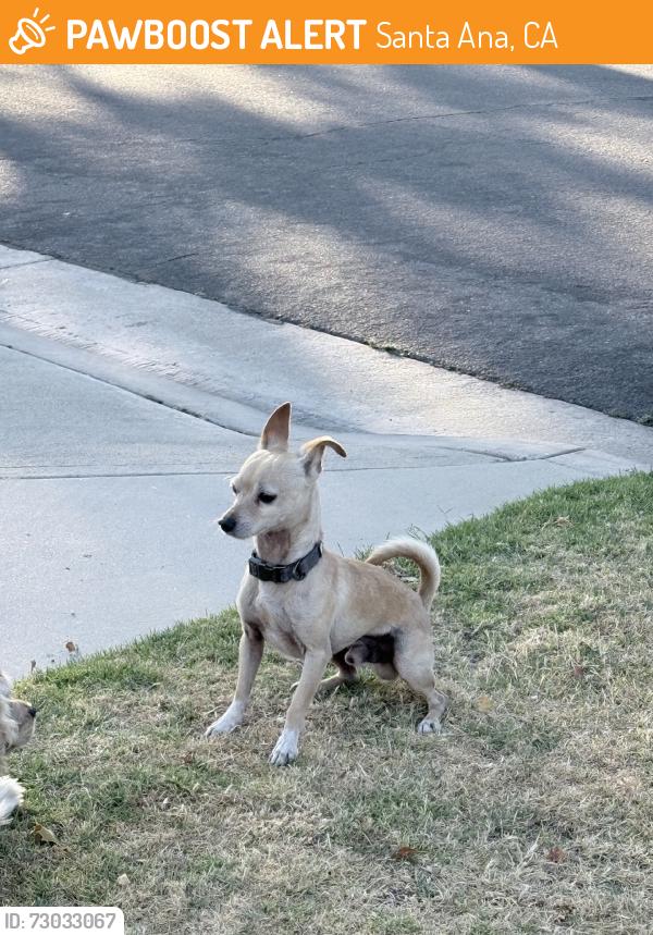 Found/Stray Male Dog last seen Behind the Academy School in the residential area, Santa Ana, CA 92706