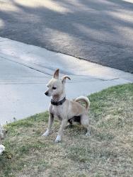 Found/Stray Male Dog last seen Behind the Academy School in the residential area, Santa Ana, CA 92706