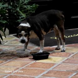 Found/Stray Female Dog last seen Cuten, cypresswood, Houston, TX 77070