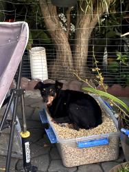 Found/Stray Unknown Dog last seen Hickory st and santa ana , Los Angeles, CA 90059