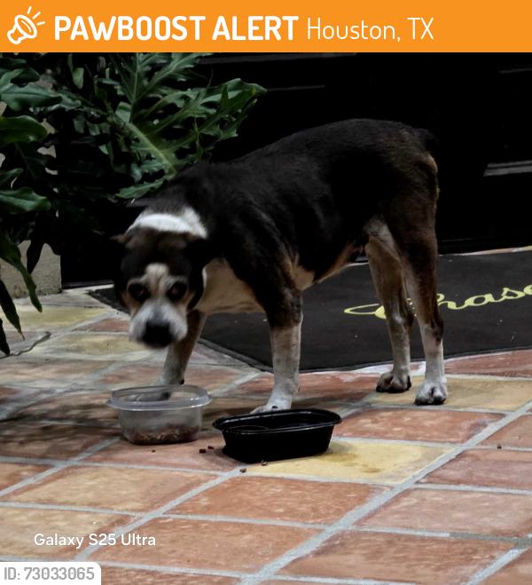 Found/Stray Female Dog last seen Cuten, cypresswood, Houston, TX 77070