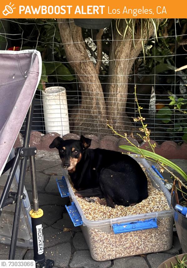 Found/Stray Unknown Dog last seen Hickory st and santa ana , Los Angeles, CA 90059