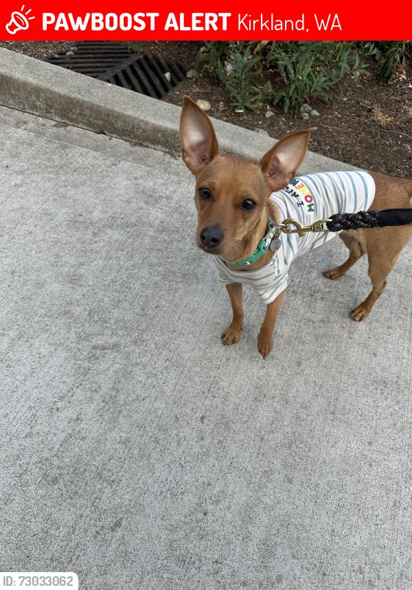 Lost Female Dog last seen Near Totem Lake Way , Kirkland, WA 98034