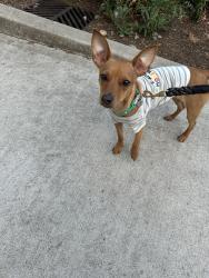Lost Female Dog last seen Near Totem Lake Way , Kirkland, WA 98034