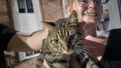 Found/Stray Male Cat last seen McDonnell & Lindbergh, Hazelwood, MO 63042