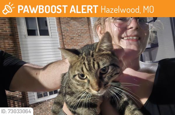 Found/Stray Male Cat last seen McDonnell & Lindbergh, Hazelwood, MO 63042