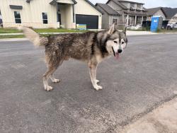 Found/Stray Male Dog last seen Boca chica blvd, Brownsville, TX 78521
