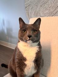 Lost Male Cat last seen Jamestown Commons Taylors, SC, Taylors, SC 29687