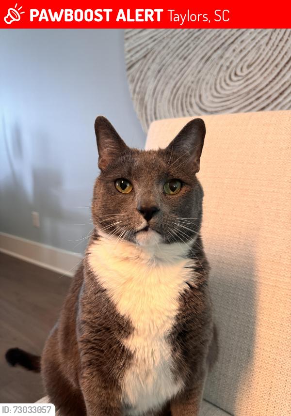 Lost Male Cat last seen Jamestown Commons Taylors, SC, Taylors, SC 29687