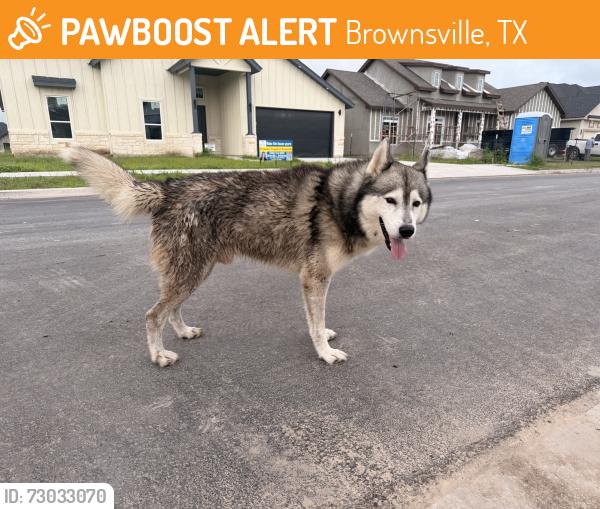 Found/Stray Male Dog last seen Boca chica blvd, Brownsville, TX 78521