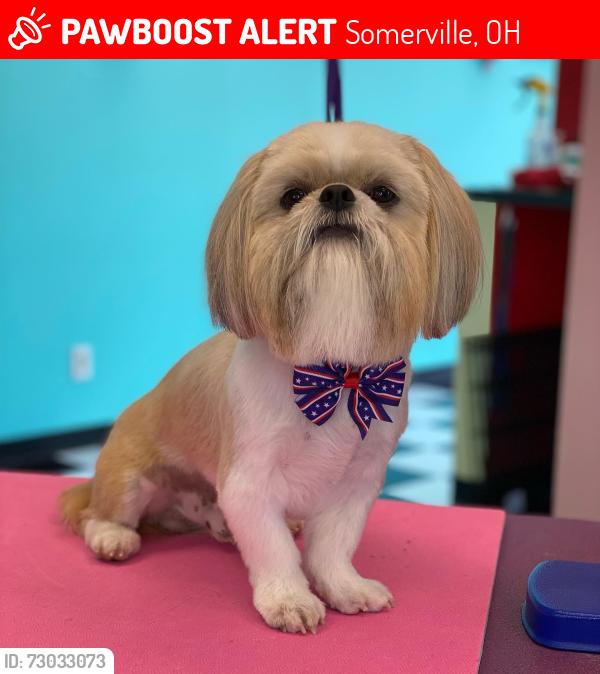 Lost Male Dog last seen Near west elkton road , Somerville, OH 45064