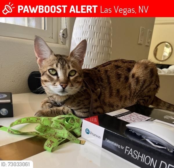 Lost Female Cat last seen Near spruce mountain way , Las Vegas 89134, Las Vegas, NV 89134