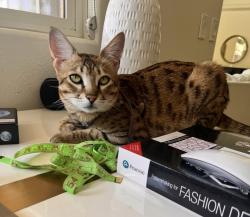 Lost Female Cat last seen Near spruce mountain way , Las Vegas 89134, Las Vegas, NV 89134