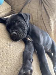 Lost Male Dog last seen Pacheco and mini, Bakersfield, CA 93307
