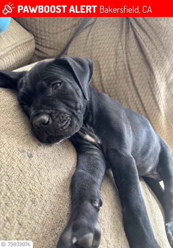 Lost Male Dog last seen Pacheco and mini, Bakersfield, CA 93307