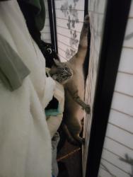 Lost Female Cat last seen  Fairwood Apartments, Renton, WA 98058