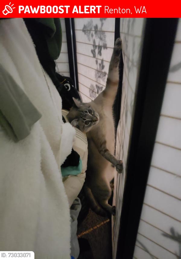 Lost Female Cat last seen  Fairwood Apartments, Renton, WA 98058