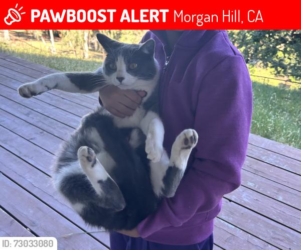Lost Female Cat last seen Llagas and woodland acres, Morgan Hill, CA 95037