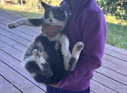 Lost Female Cat last seen Llagas and woodland acres, Morgan Hill, CA 95037