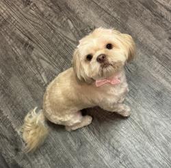 Lost Female Dog last seen Near Hercules Dr, Las Vegas, NV 89128