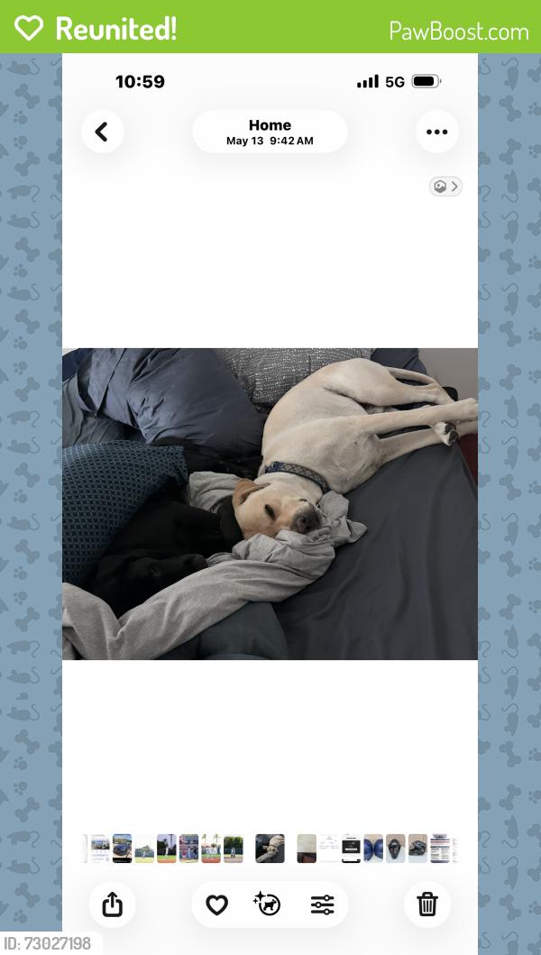 Reunited Male Dog last seen S Garfield Ave & W Pomona Blvd, Monterey Park, CA 91755, USA, Monterey Park, CA 91755