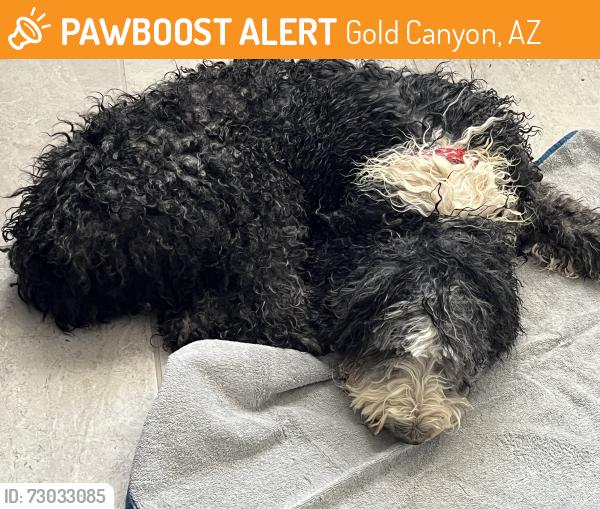 Found/Stray Female Dog last seen El comino Viejo, Gold Canyon, AZ 85118