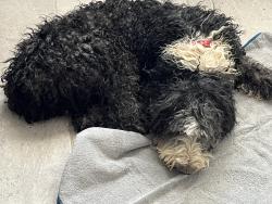 Found/Stray Female Dog last seen El comino Viejo, Gold Canyon, AZ 85118