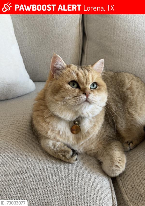 Lost Female Cat last seen Richie Road & Panther Way, Lorena, TX 76655