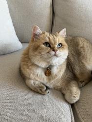 Lost Female Cat last seen Richie Road & Panther Way, Lorena, TX 76655