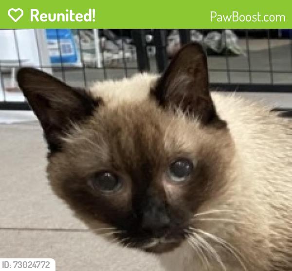Reunited Unknown Cat last seen Bainbridge neighborhood, Meridian, ID 83713