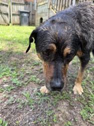 Found/Stray Female Dog last seen Wheeler and Paces rd. ( could be Pacer rd), Martinez, GA 30907