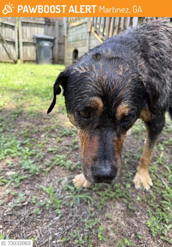 Found/Stray Female Dog last seen Wheeler and Paces rd. ( could be Pacer rd), Martinez, GA 30907